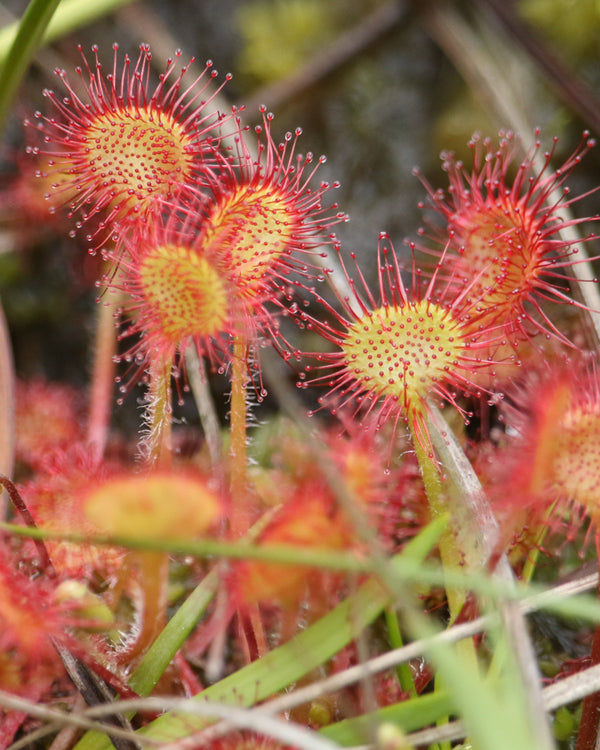 Round-leaved Sundew