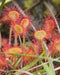 Round-leaved Sundew