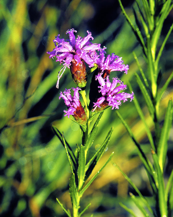 Dwarf Blazing Star