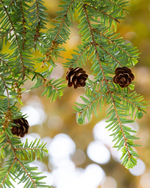 Eastern Hemlock