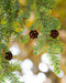 Eastern Hemlock