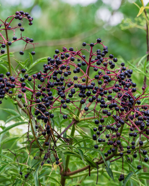 Common Elderberry