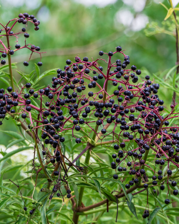 Common Elderberry
