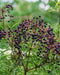 Common Elderberry