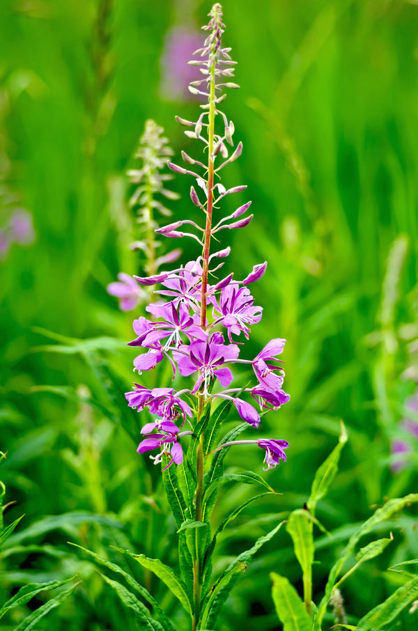 Fireweed