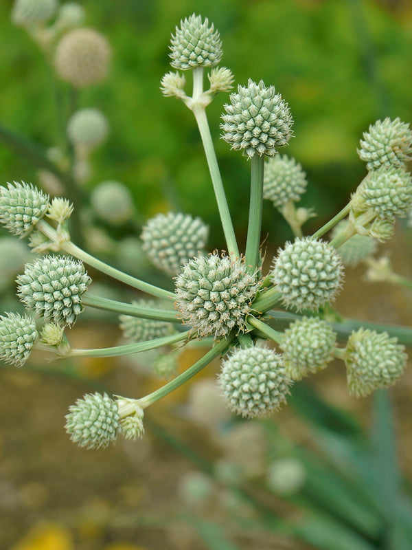 Rattlesnake Master