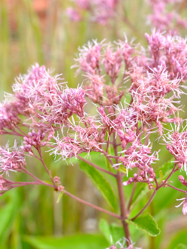 Joe Pye Weed