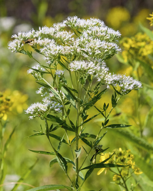 Tall Boneset