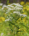 Tall Boneset