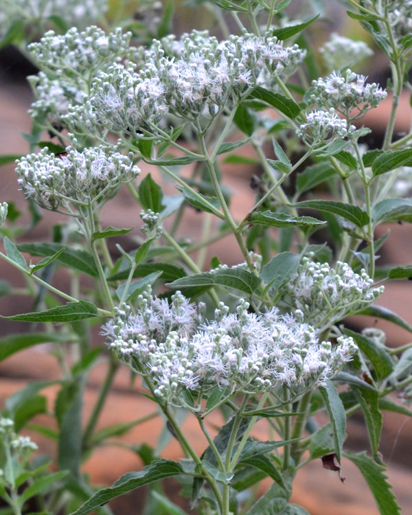 Late Boneset