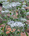 Late Boneset