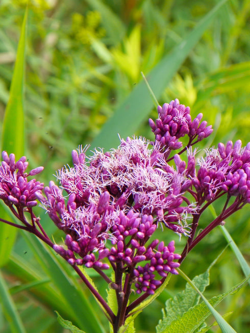 Sweet Joe Pye Weed
