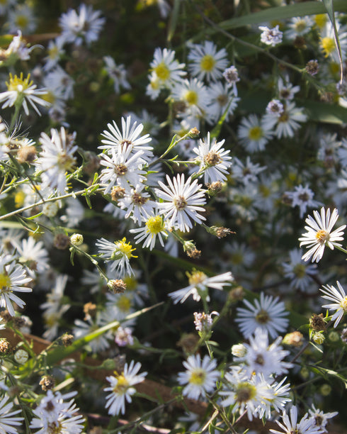 False Aster