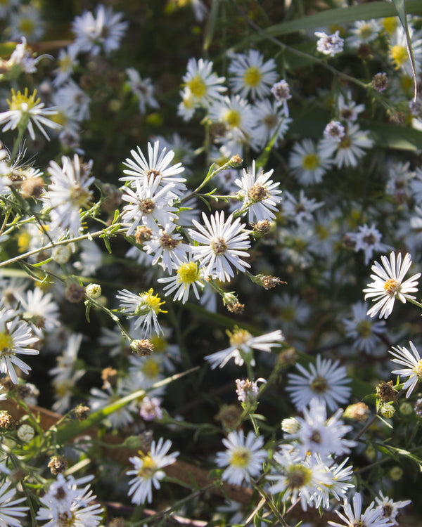 False Aster
