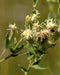 False Boneset