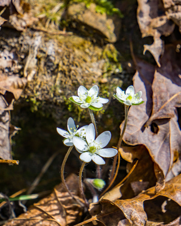 False Rue Anemone