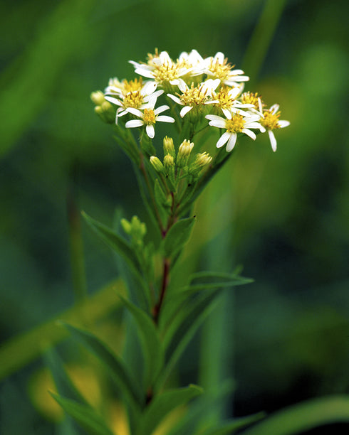 Flat Topped Aster