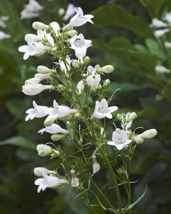 Foxglove Beardtongue