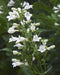 Foxglove Beardtongue