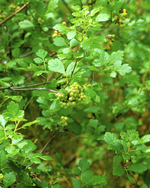 Fragrant Sumac
