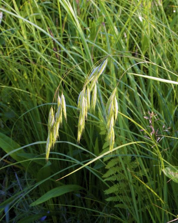 Fringed Brome