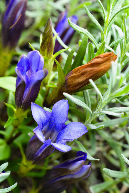 Downy Gentian
