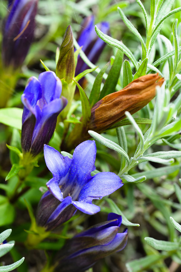 Downy Gentian