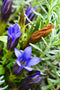 Downy Gentian