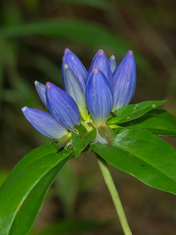 Bottle Gentian