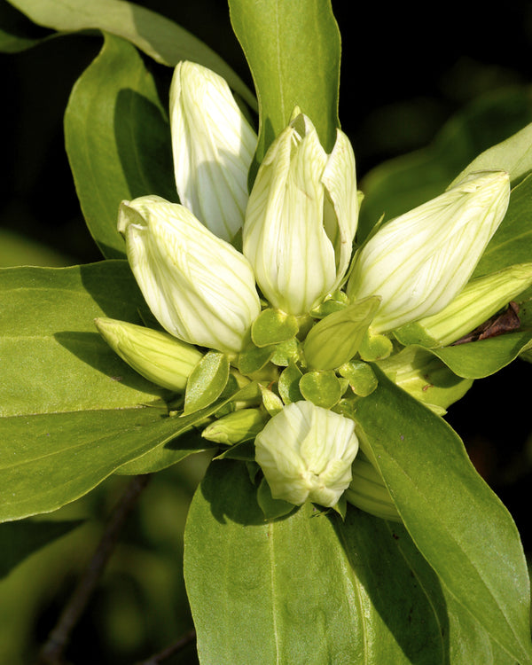 Cream Gentian