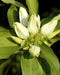 Cream Gentian