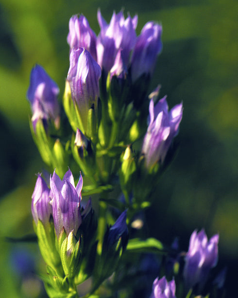 Stiff Gentian