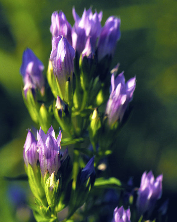 Stiff Gentian