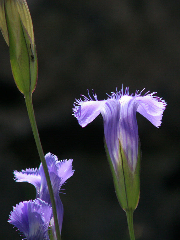 Fringed Gentian