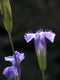 Fringed Gentian