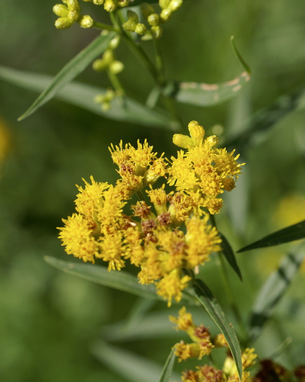 Grass-leaved Goldenrod