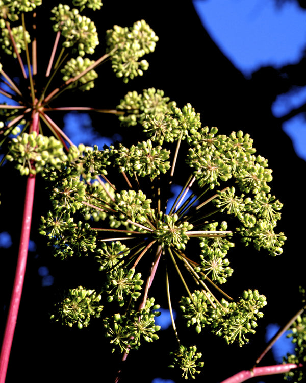 Great Angelica