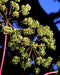 Great Angelica