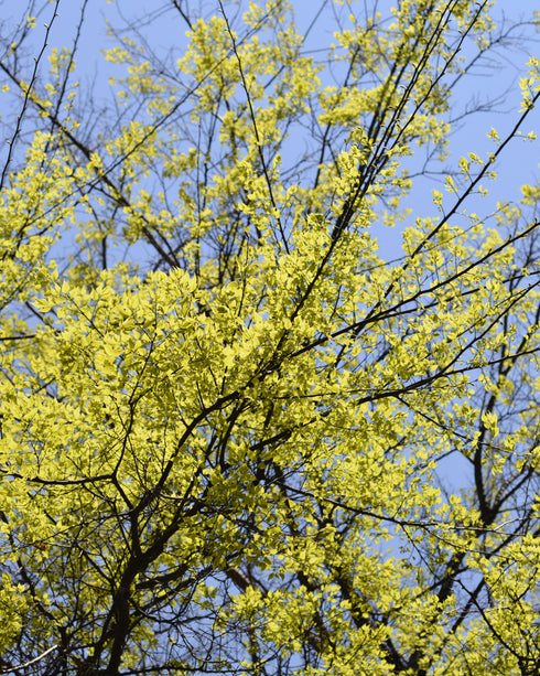 Hackberry