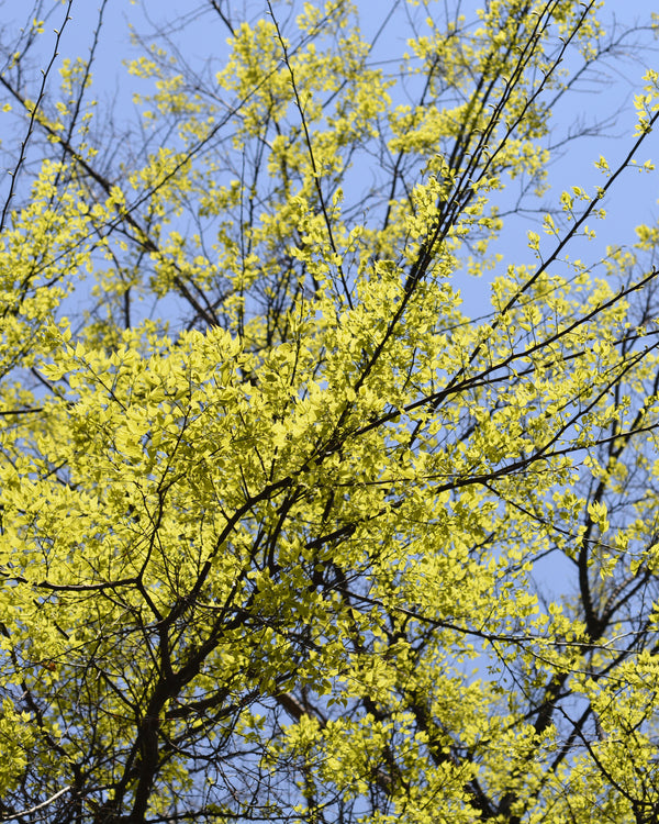 Hackberry