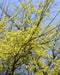 Hackberry