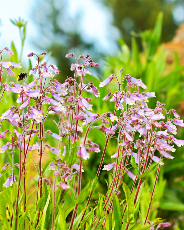 Hairy Beardtongue