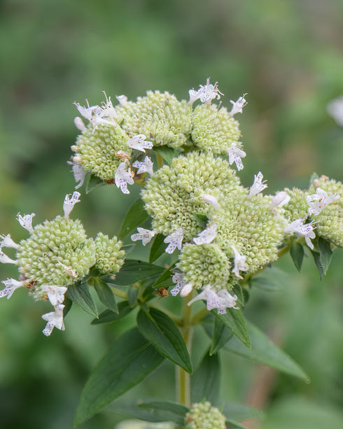 Hairy Mountain Mint