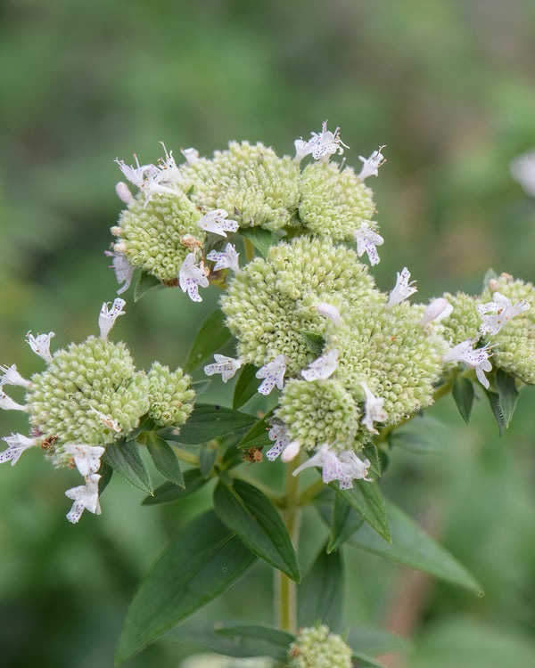 Hairy Mountain Mint
