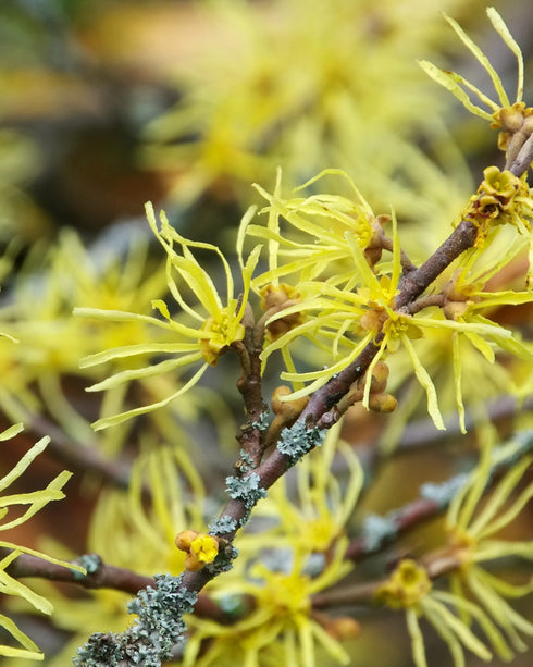 Witchhazel