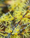 Witchhazel