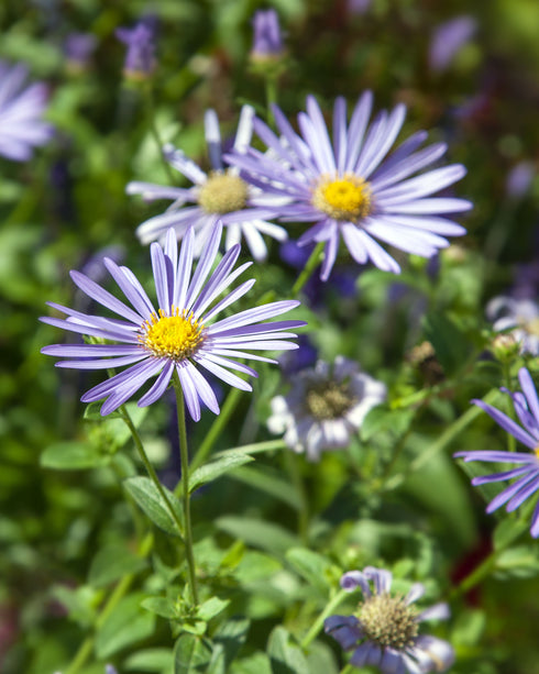 Heart-leaved Aster