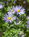 Heart-leaved Aster