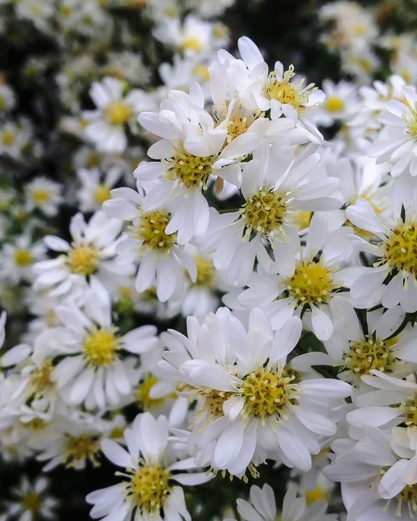 Heath Aster