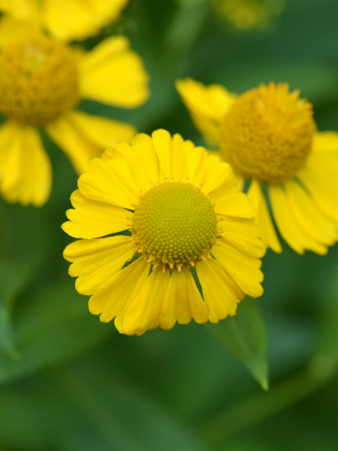 Sneezeweed